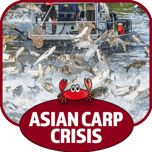 Silverfin Group - Asian Carp Crisis